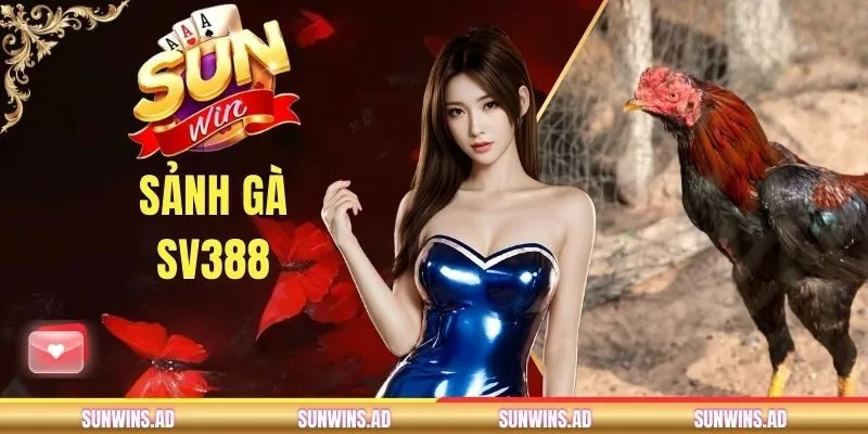 Sảnh Gà SV388 - Trải Nghiệm Đá Gà Trực Tuyến Tại SUNWIN